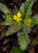 Hemizonella minima 18-9347
